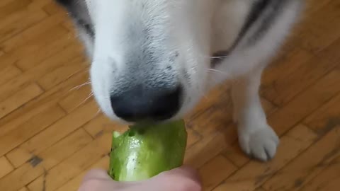 Dog eats zucchini