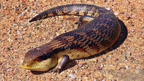 Faits intéressants sur le scinque africain - Interesting facts about African skink