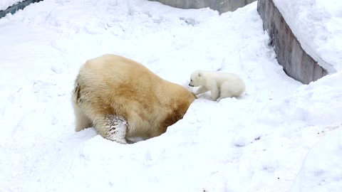 What are looking for MOM? Baby Polar Bear So Cute!