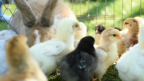 Cutest rabbit! Cute baby animals Videos Compilation cute moment of the animals