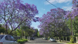 2019-11-30 Clarence Gardens Jacaranda