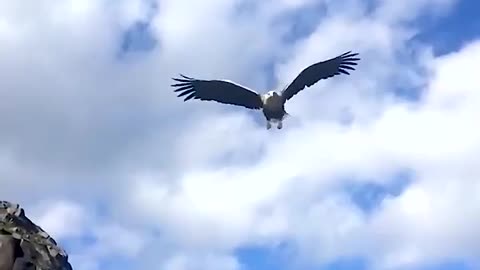 I fed the eagle with a fish.