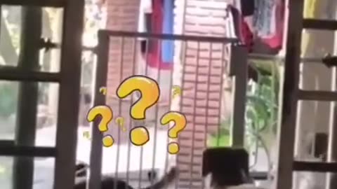 The Dog Crossed The Gate in One Jump #shorts #viral #shortsvideo #video