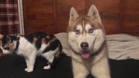 Husky Sits On Cat