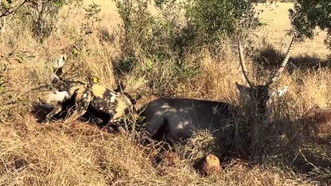 Nature's Fury: Painted Dogs Feast on Waterbuck 🐾🦌