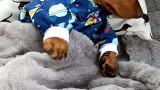 Mini weiner in blue pajamas