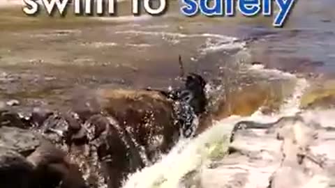 a dog saves his friend from drowning