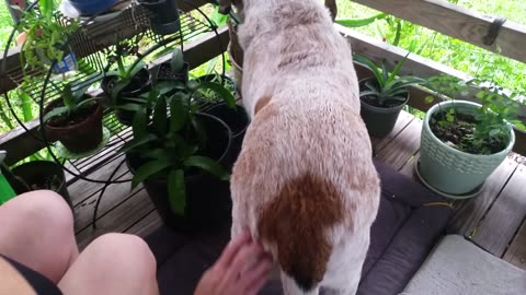 Terrier & Hound's Rainy Day