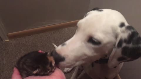 Cachorro de Dálmata conoce a un gatito rescatado recién nacido