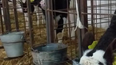 Keeping calves on the farm