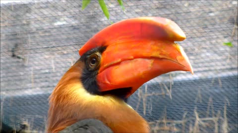 I dare you to see this beauty Rufous Hornbill