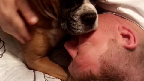 Consoling our boxer baby