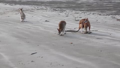 Wallaby Fight on the beach - Funny