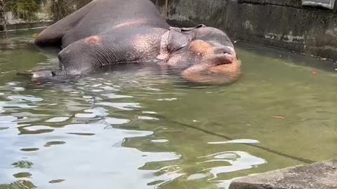 Elephant blowing water from its trunk while bathing in its private pool