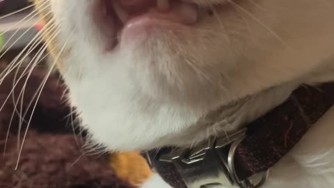 Cat Loves Forehead Scritches