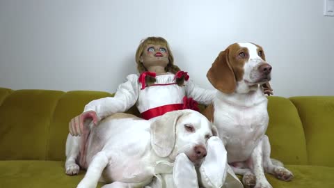 Dogs vs Annabelle Prank: Funny Dogs Maymo & Potpie Can't Get Rid of Scary Annabelle Doll!