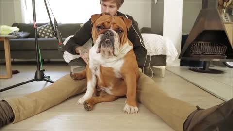Funny Adorable Bulldog Make Weird Sounds