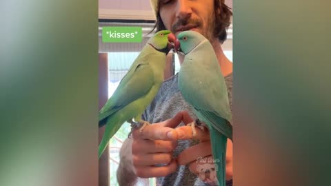 What An Amazing Kiss | Parrot | CuteLovely