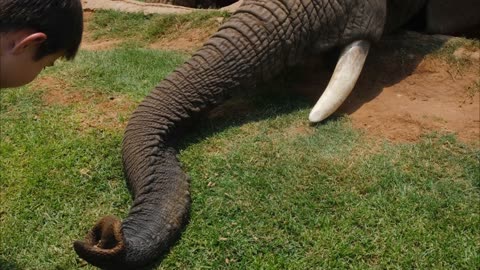 An elephant eats in a strange way