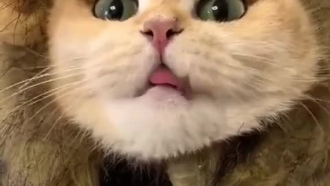 Kucing custom singa