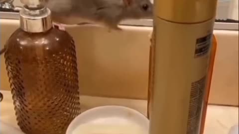 Don't mess with the little mouse