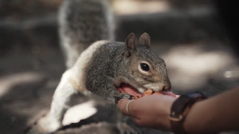 playful and beautiful squirrel