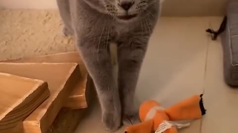 Cat Meowing Song funnycats #cat #funny #song