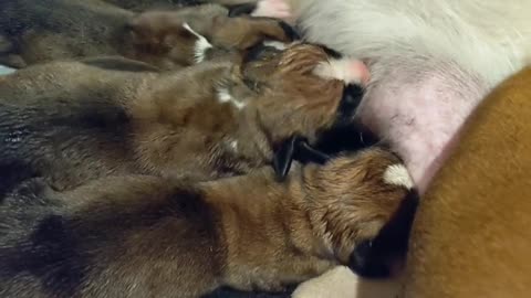Newborn boxer puppies nursing