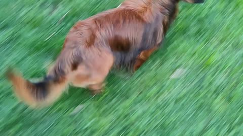 Braxton the Sausage goes on his morning walk