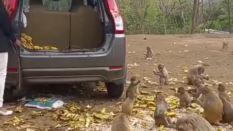 Lunch time for monkeys