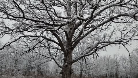 Sangamon River Forest Preserve