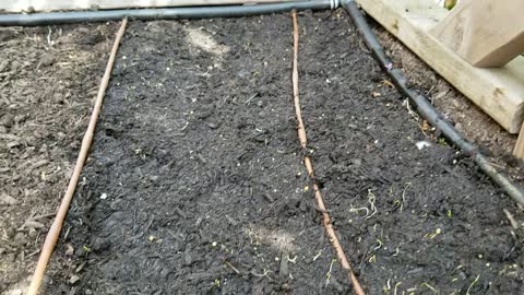 When Do I Uncover My Freshly Sown Carrot Sprouts??? Here's What To Look For.