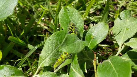 Emperor Moth (Saturnia pavonia) Caterpillars feeding and exploring in the sun! 🌞