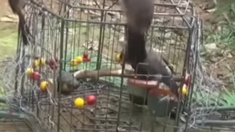 Cara menangkap burung liar