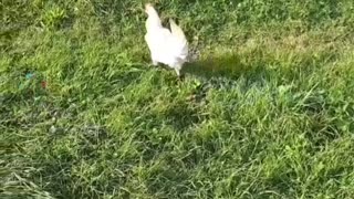 Chicken running