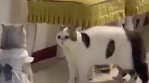 Cat compilation Funny Video