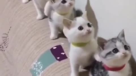 So cute cat must watch