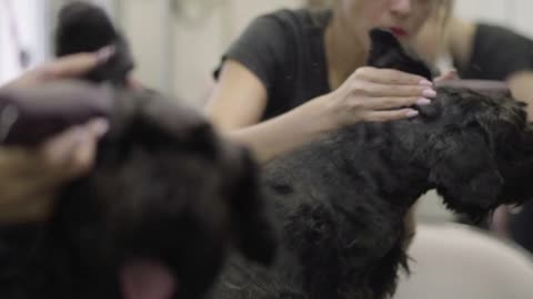 Mirror reflection of the groomer takes care of the long dog's hair holding the pet ear