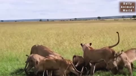 Wild animals fight strongest lion vs warthog fight || Animal attacks