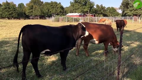 REAL COW VIDEO 🐄 COW VIDEOS 🐄