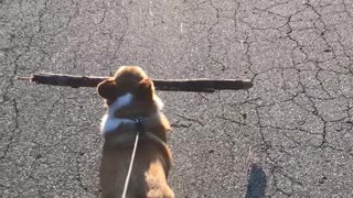 Corgi carries large branch during walk