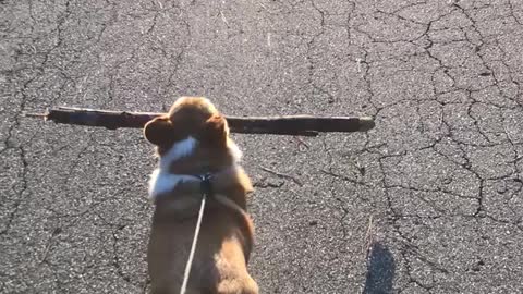 Corgi carries large branch during walk