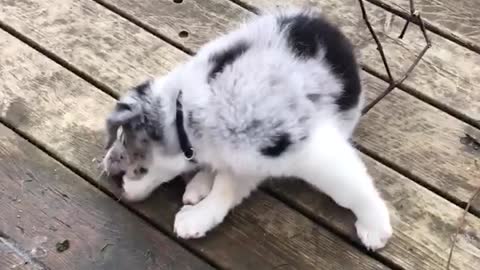 Blue heeler puppy plays with twig on porch