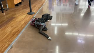 Service Dog: Public Access During Quarantine, Some WEIRD Sounds From a Kid's Toy!