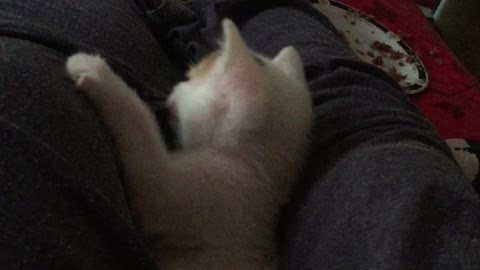 Little white kitten hiding between my legs