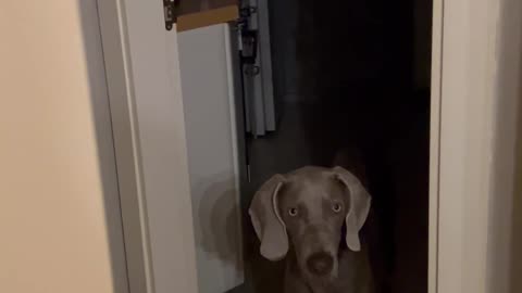 Mop Blocks Dog's Exit