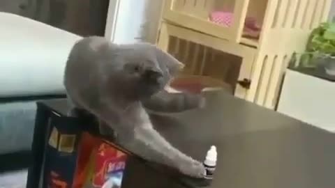 Would your cat kick that?