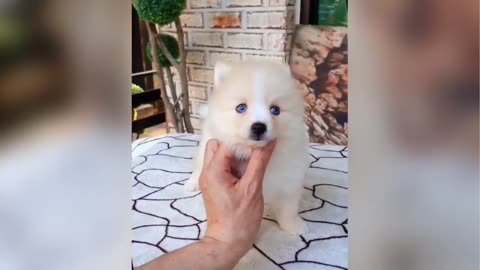 Cute and Funny Puppies Video Compilation