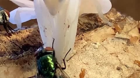 Orchid Mantis Feeding