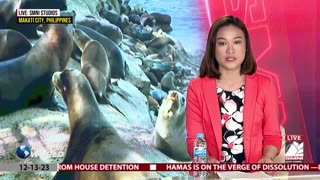 Bird flu outbreak kills nearly 1,000 seals & sea lions in Brazil
